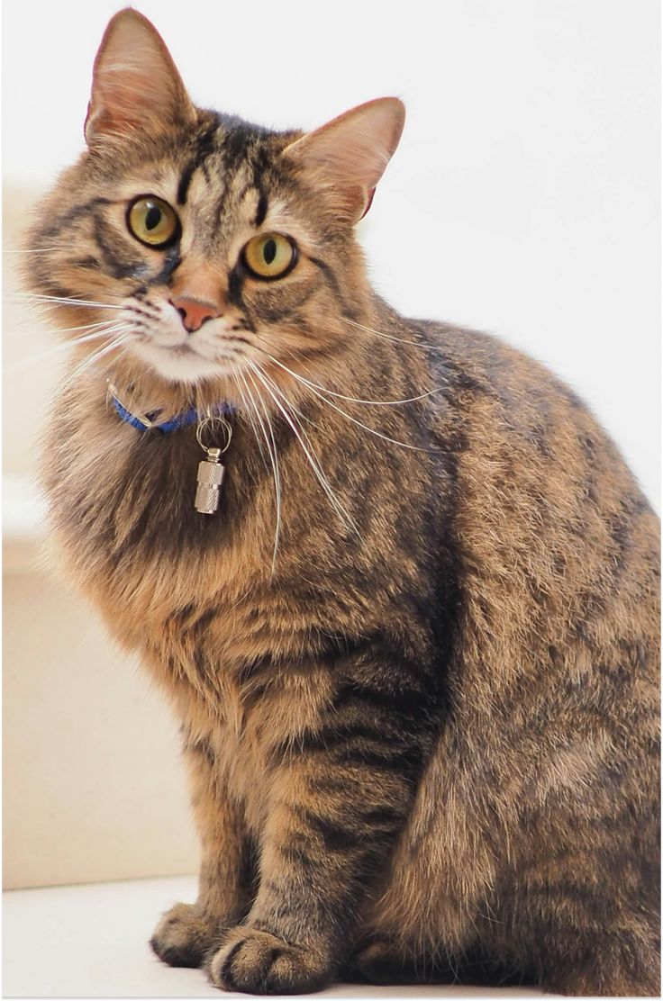 About 2 cat 2